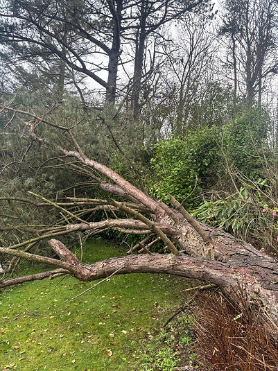 Large fallen evergreen tree trunk resting on a grassy outdoor area