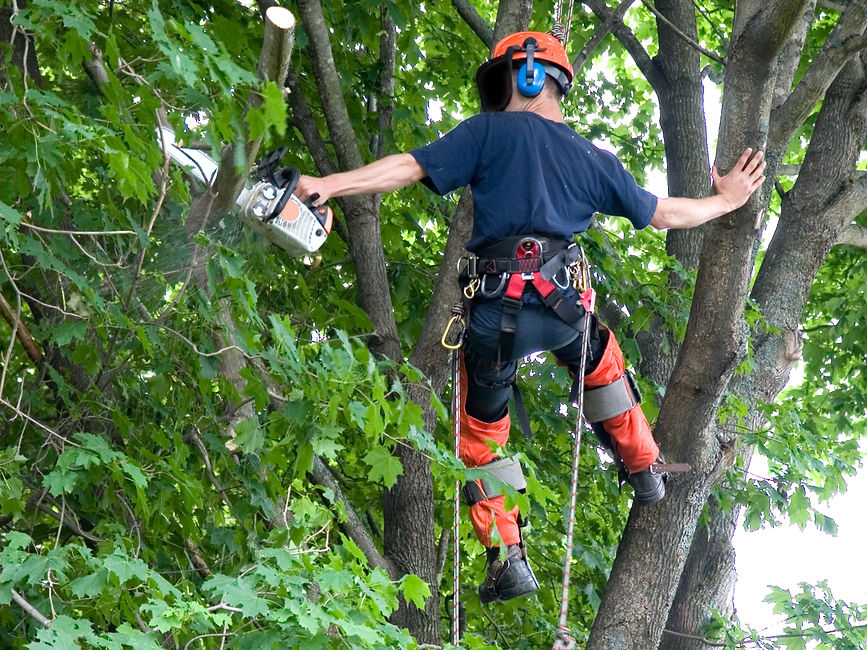 tree surgeon using a specialised chainsaw while secured by ropes