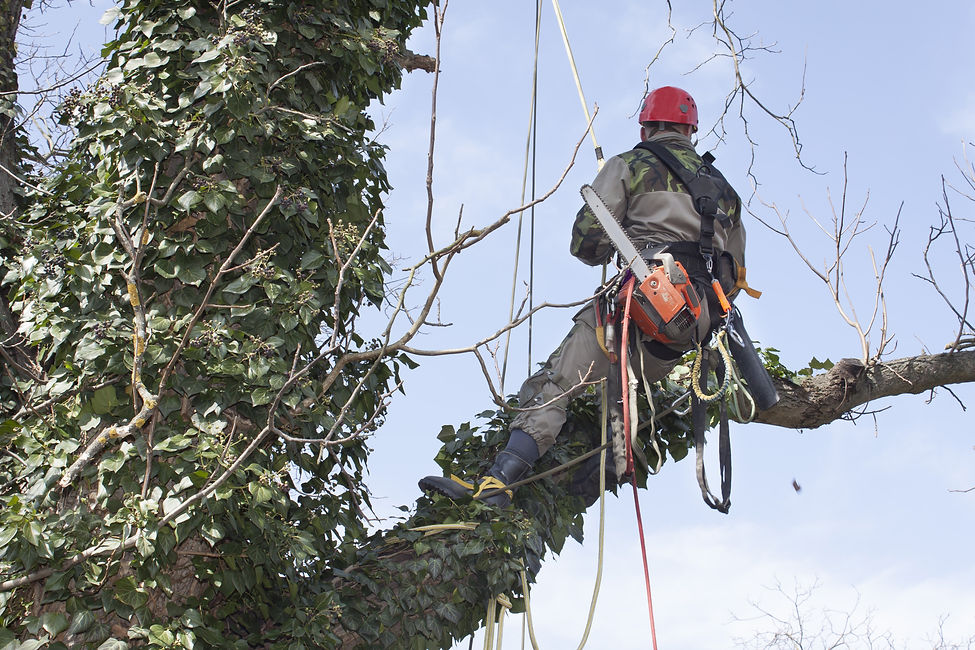 Tree surgeon in safety harness climbing a high tree with chainsaw