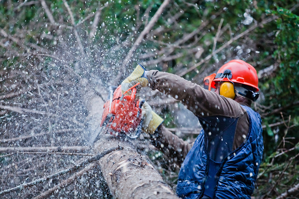 Tree surgeon in safety gear using a chainsaw to prune branches