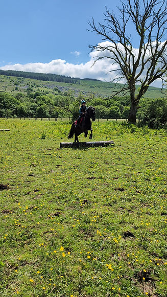 A person on horseback leaps over a log in a sunny, open field with scattered yellow flowers and a lone tree