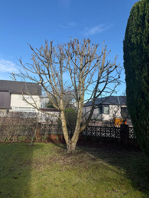 A neatly pruned deciduous tree standing in a residential garden area
