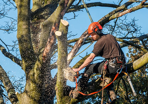 Professional arborist wearing safety gear climbing a tree for maintenance