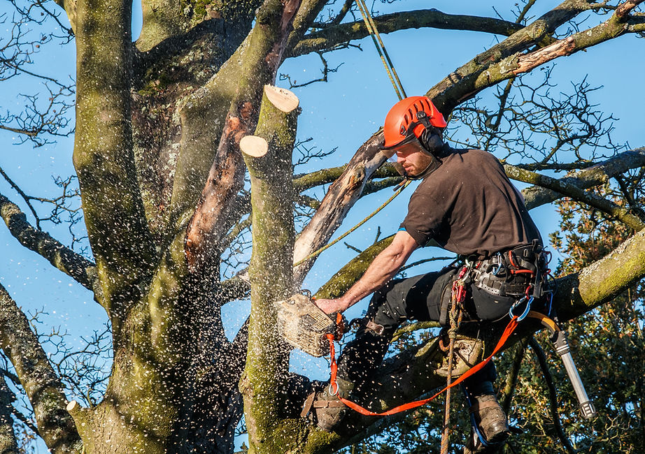 A tree surgeon wearing a safety helmet working on large branches