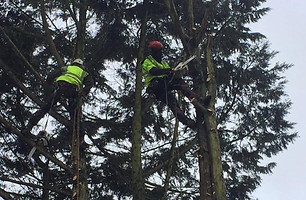 Two workers in safety gear are high in trees using chainsaws to cut branches