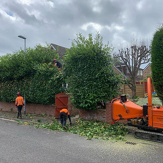 Tree workers in orange shirts trim hedges with a chipper truck nearby
