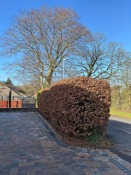 A large, rounded brown hedge beside a paved residential driveway area
