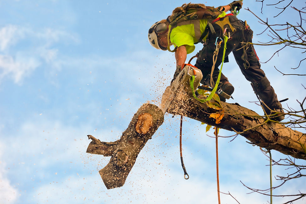 A specialist tree surgeon using a chainsaw on a high branch