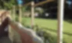 A wooden fence with wire mesh stretches across a grassy yard