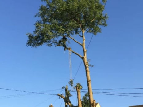 Tree surgeon climbed high to trimming a tree