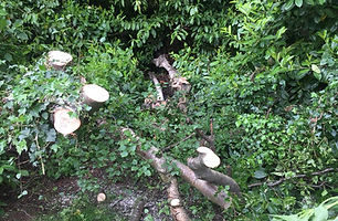 A cut-down tree lies in the middle of a forest