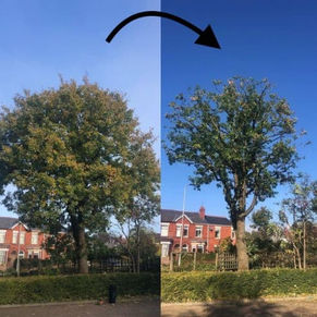 Comparison image of a tree showing tree trimming