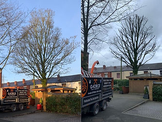 Before and after tree trimming