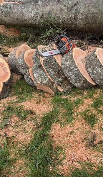 Chainsaw resting on several freshly cut logs from a felled tree