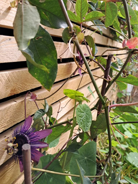 A vibrant passion flower climbing a rustic wooden fence