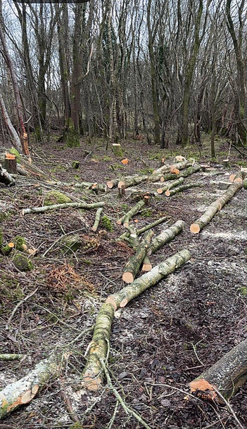 Multiple felled logs and branches lying on the ground in woodland