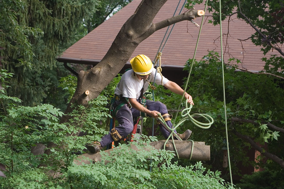 A tree surgeon wearing a yellow helmet securing ropes to branches