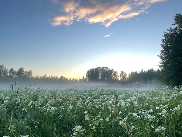 misty meadow in summer time