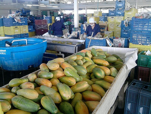 EXPORTADOR DE PAPAYA - PROVEEDOR DE PAPAYA DE COLOMBIA
