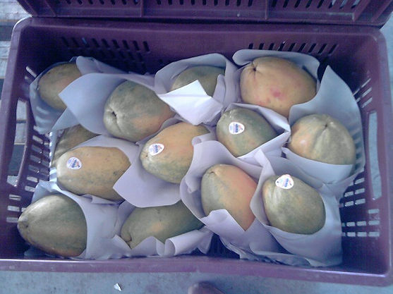 EXPORTADORES DE PAPAYA TAINUNG
