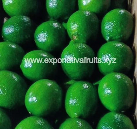 PROVEEDORES EXPORTADORES DE LIMON TAHITI PERSA