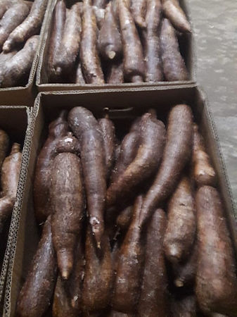 AGRICULTORES EXPORTADORES DE YUCA PARAFINADA - EXPORTADOR DE ÑAME DE COLOMBIA