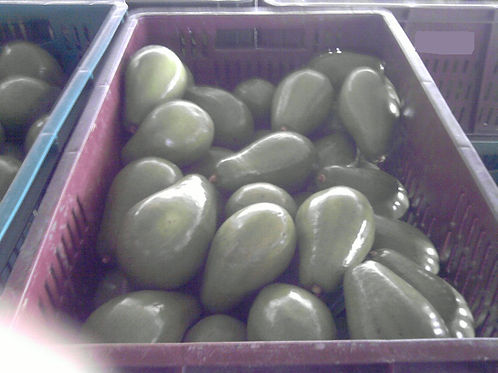 EXPORTADOR DE AGUACATE
