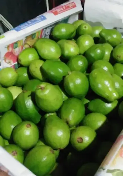 PROVEEDORES EXPORTADORES DE GUAYABA ROSADA DE COLOMBIA