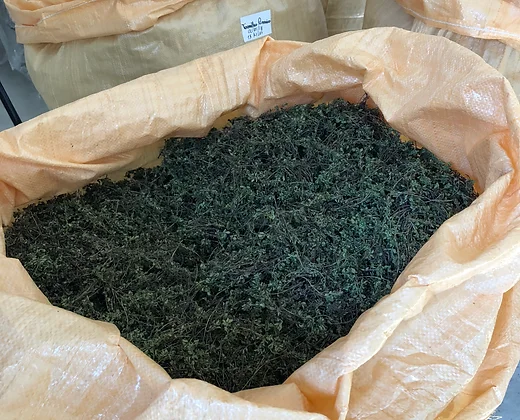 Tomilho Limão ( Thymus citriodorus )