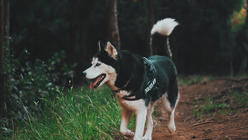 Husky-dog-walking-grass_3840x2160.jpg