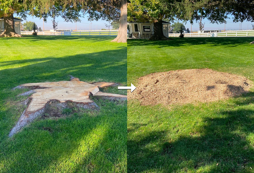 avant-après boyage souche_edited.jpg