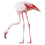 Flamingo 2_edited.png