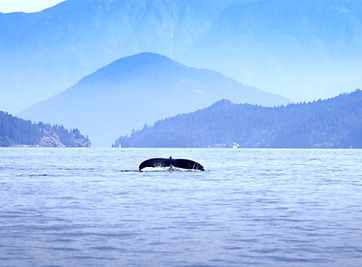 Humpback whales are so majestic creatures and so peaceful, to be able to observe them was