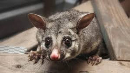 possum in rood 2.jpeg