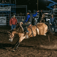 WildToTheFence2024-690.jpg