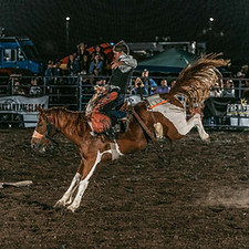 WildToTheFence2024-713.jpg