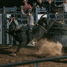WildToTheFence2024-130_edited.jpg