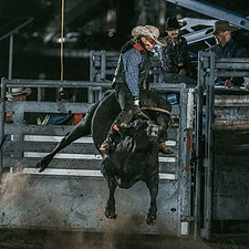 WildToTheFence2024-393_edited_edited.jpg