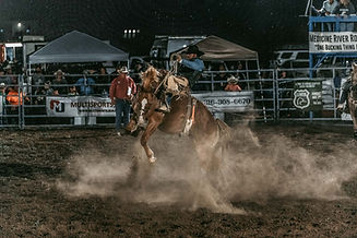 WildToTheFence2024-736.jpg