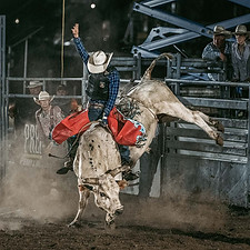 WildToTheFence2024-410_edited.jpg