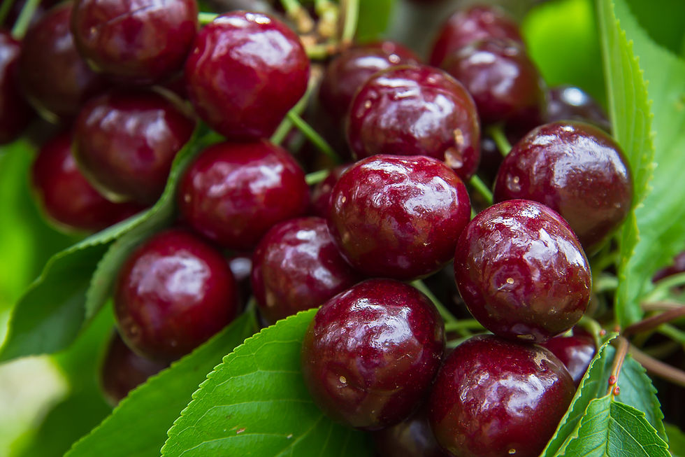 Catherine Lodge Cherries