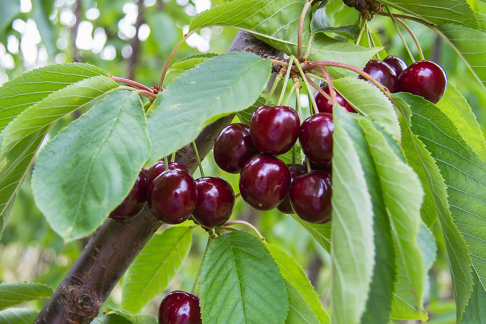 Cherries_Screen-102.jpg