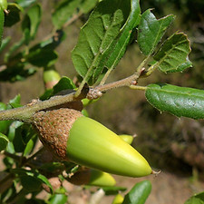 coast live oak.jpeg