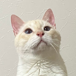 ミルキー