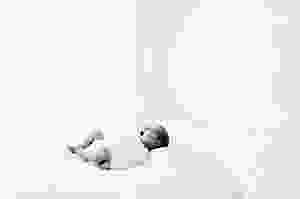 Adelaide Newborn photography