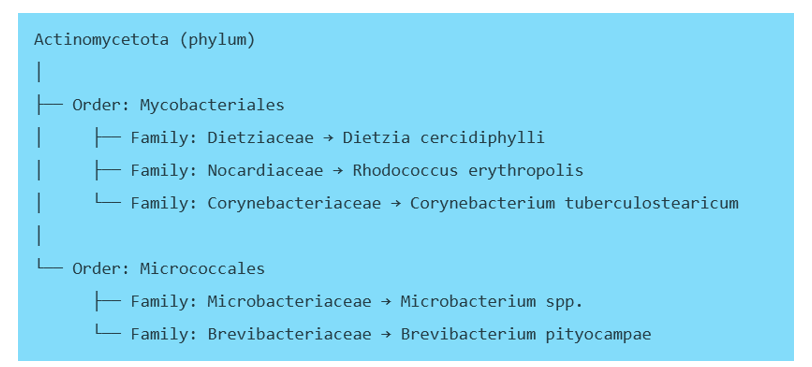 Figure 6: Taxonomic hierarchical grouping of the selected Gram-positive rods.