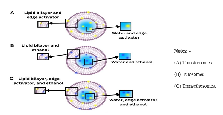 Figure 3: Schematic representation of ultra deformable vesicles#