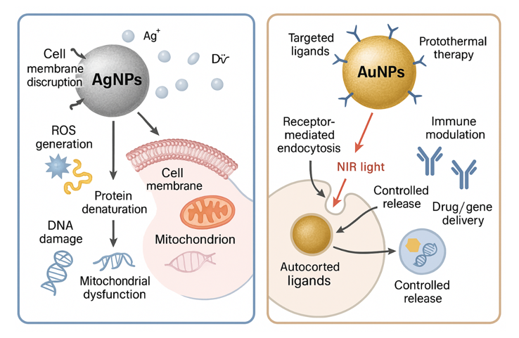 Figure no. 1 - Mechanism of Action of AgNPs and AuNPs In Biological Systems