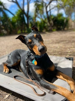 Building Focus Passively: Teaching Your Dog to Check In Naturally