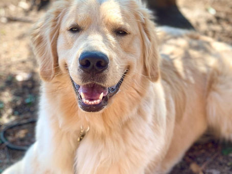 Reading Your Dog’s Energy During Dog Training